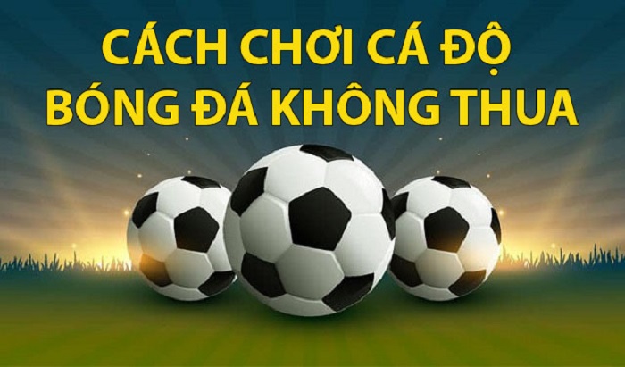 Cách chơi cá độ bóng đá không thua